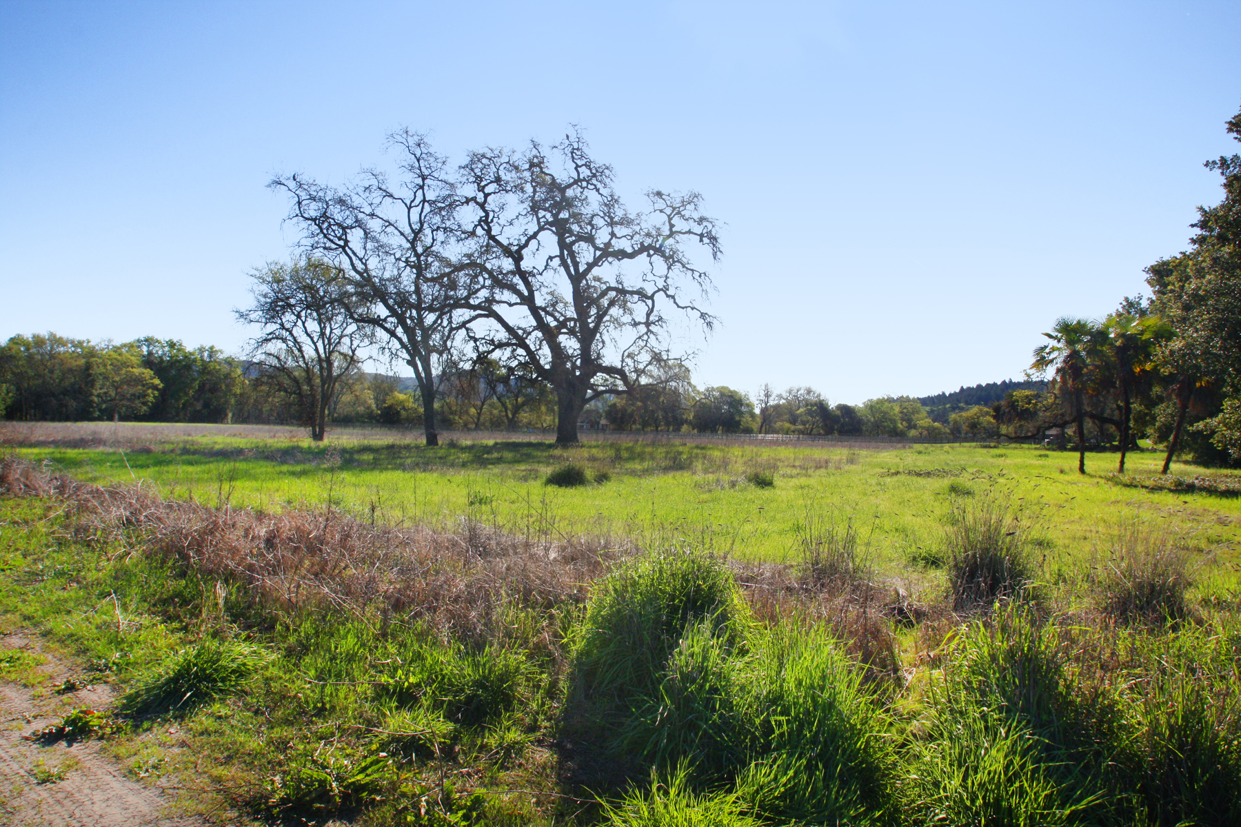 07 IMG_0081-EDIT- StHelenaHwyHamm