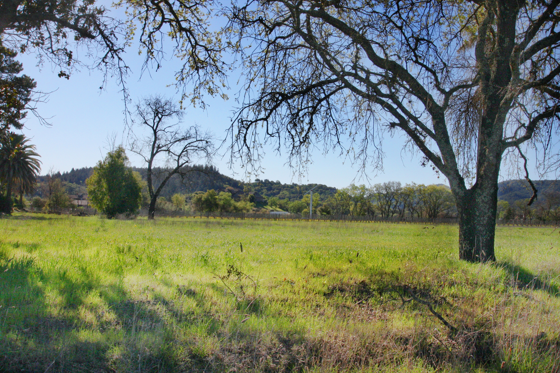 08 IMG_0101-EDIT- StHelenaHwyHamm