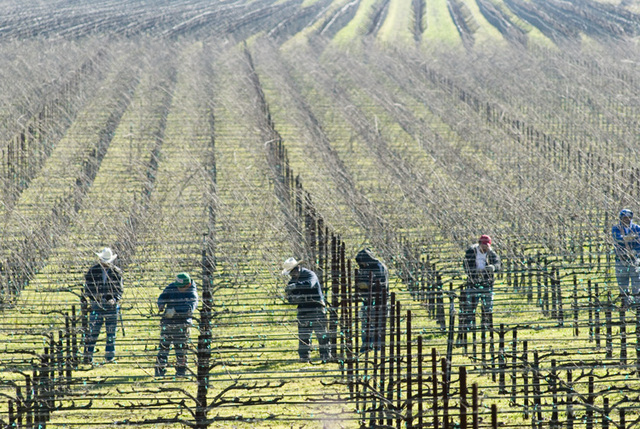 Pruning grapevines