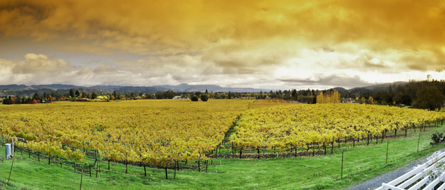 St. Helena vineyard