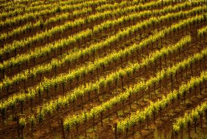 Vineyard