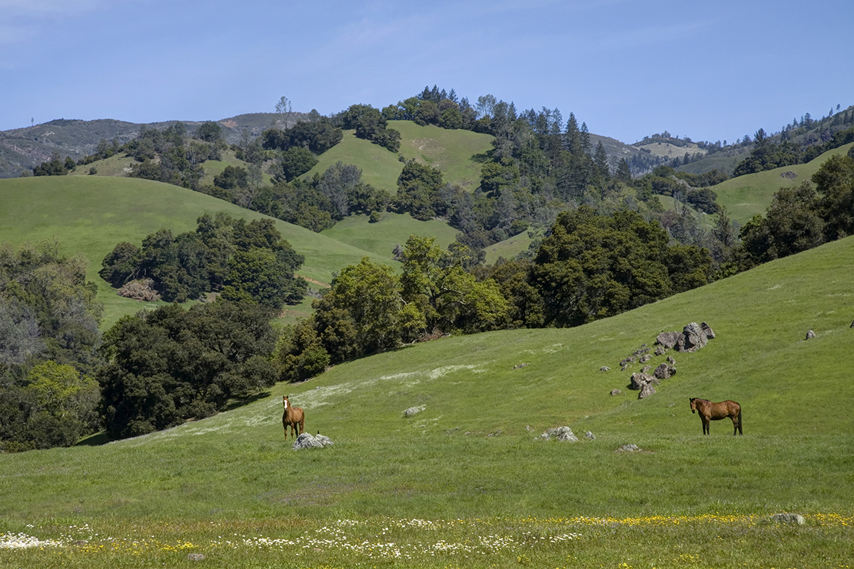 19 - r2 23 - _MG_5427adjust - SantaAngelinaRanch