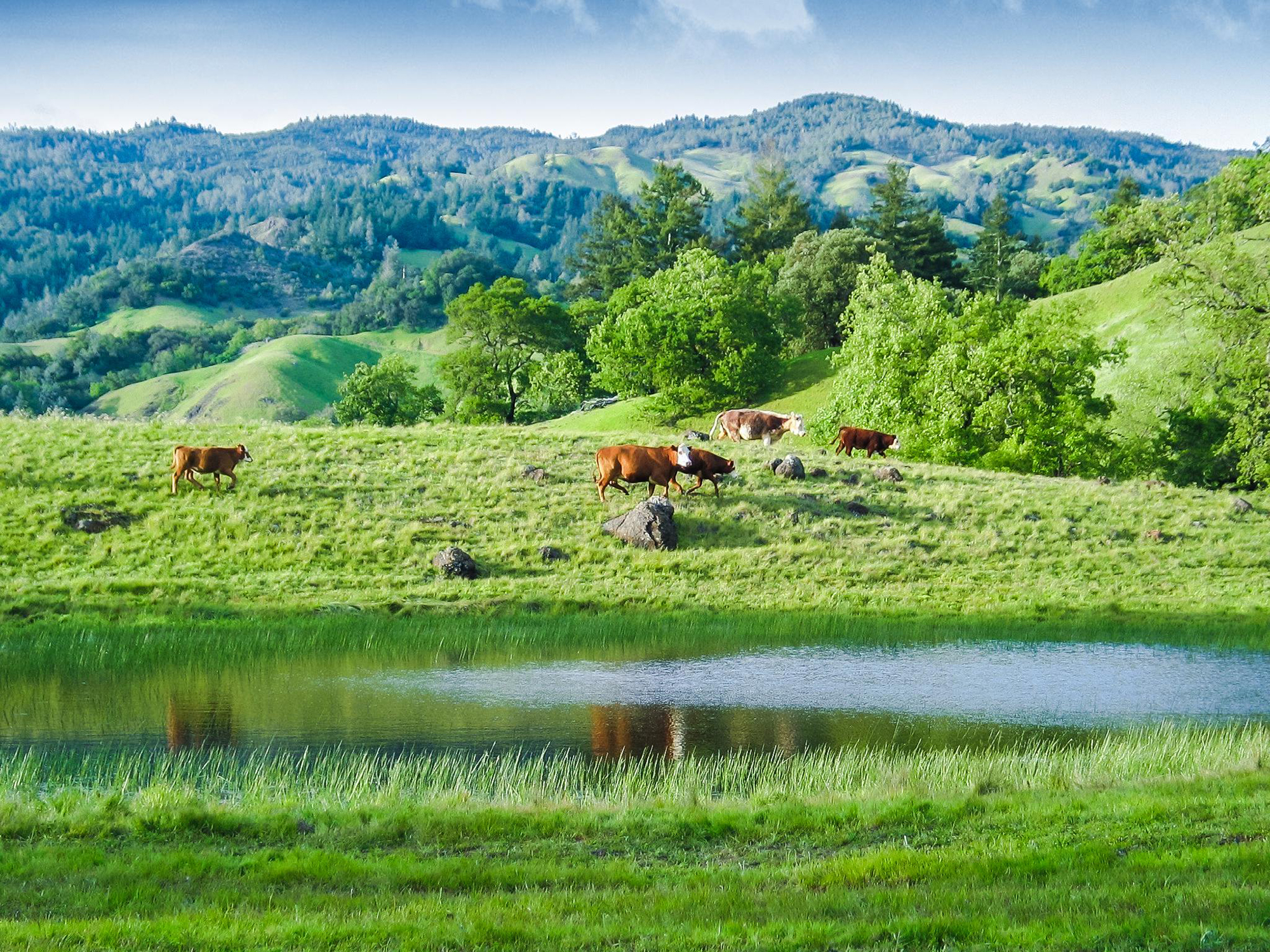 20 - r3 3 - 2 smaller - SantaAngelinaRanch