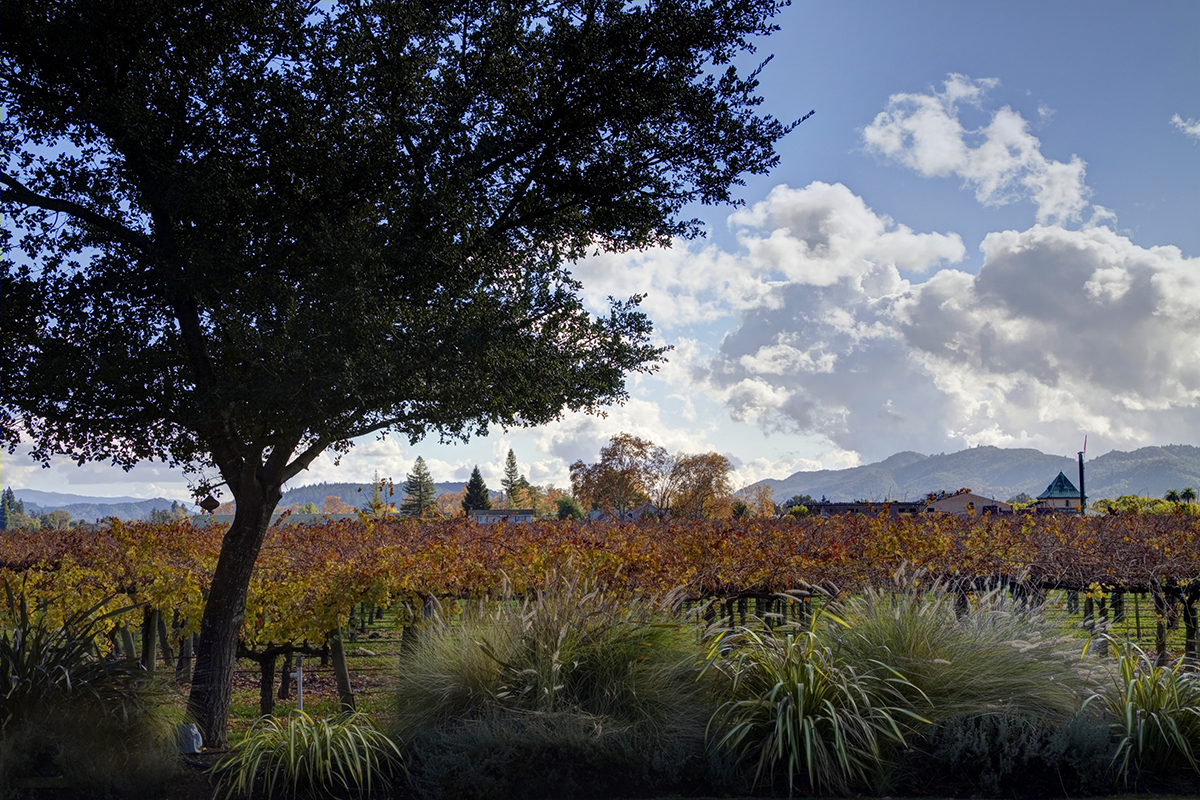 24 _MG_4412adjust- 1125RutherfordRoad