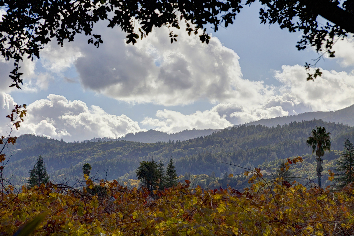 25 _MG_4432adjust- 1125RutherfordRoad