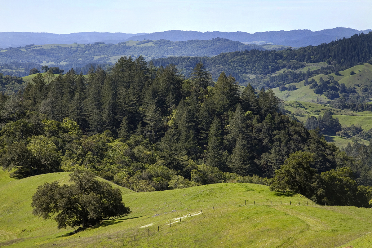 25 - r18 39 - _MG_5374adjust - SantaAngelinaRanch