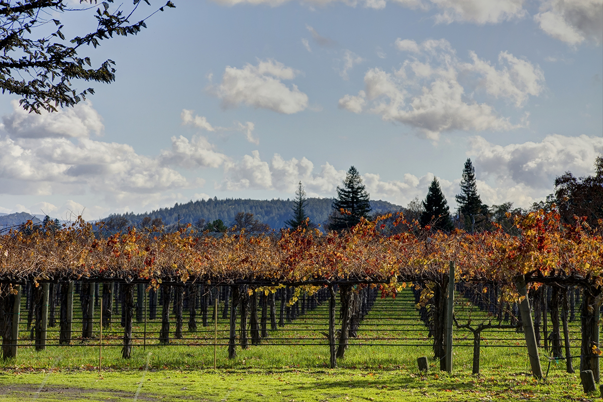 26 _MG_4437adjust- 1125RutherfordRoad