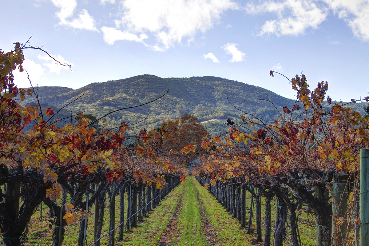 27 _MG_4447adjust- 1125RutherfordRoad