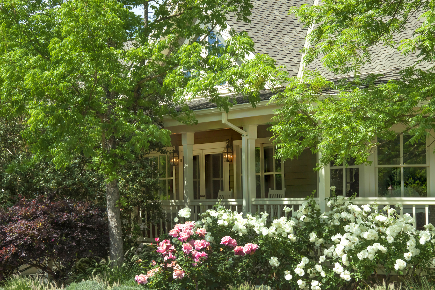 35 _MG_1442adjust EDIT - 1500ZinfandelLane