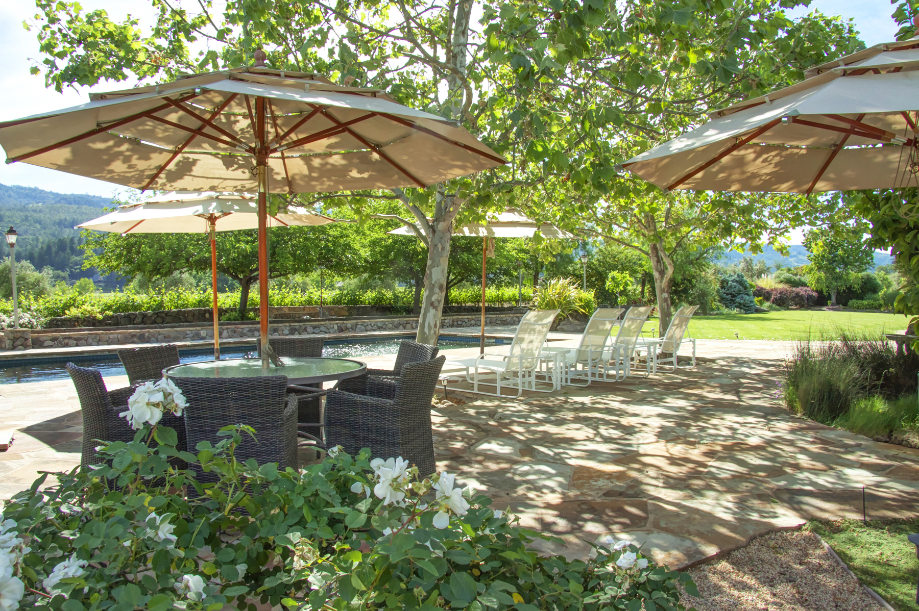 38 _MG_1621adjust EDIT - 1500ZinfandelLane