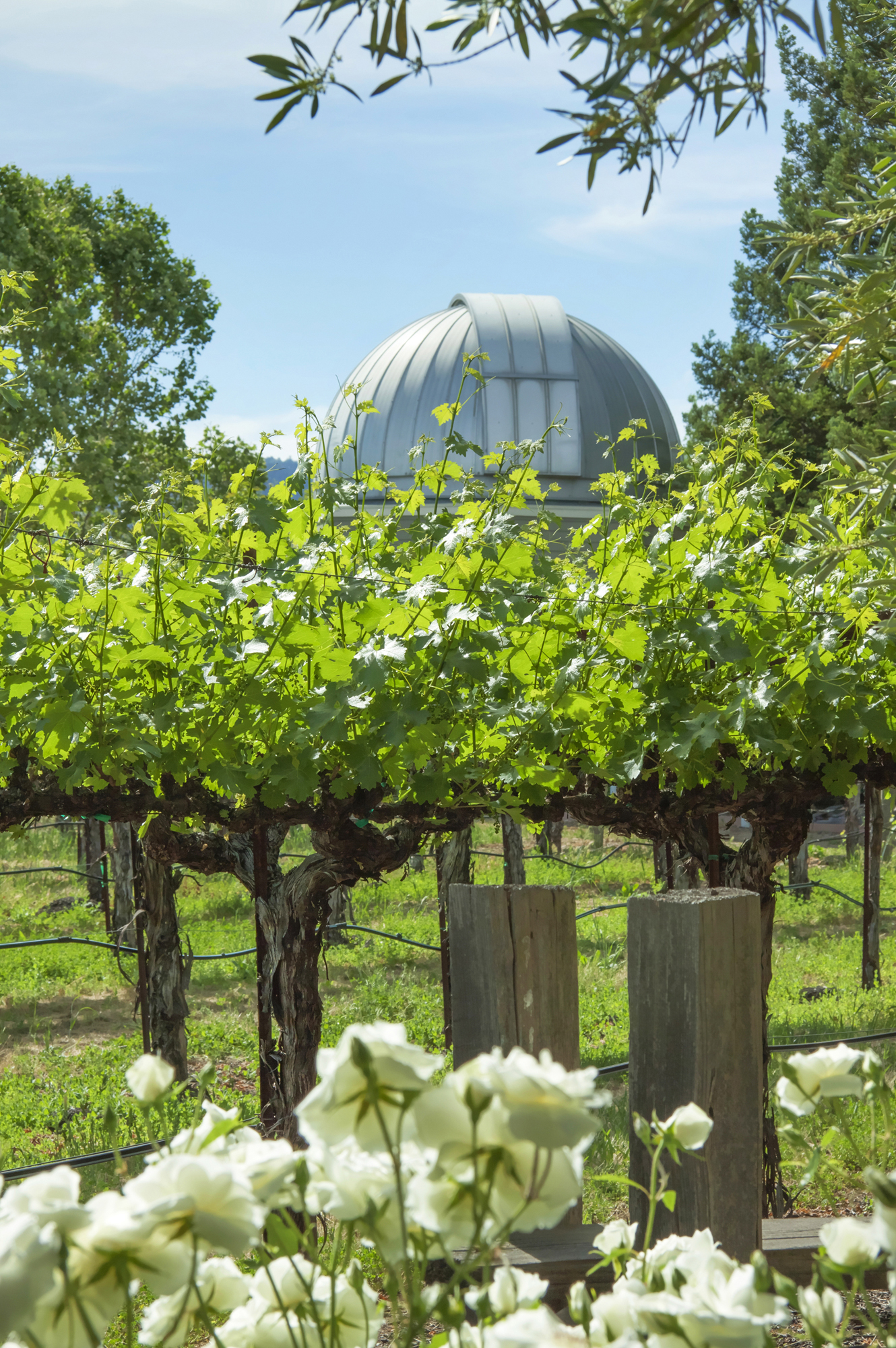 42 _MG_1606adjust EDIT smaller - 1500ZinfandelLane