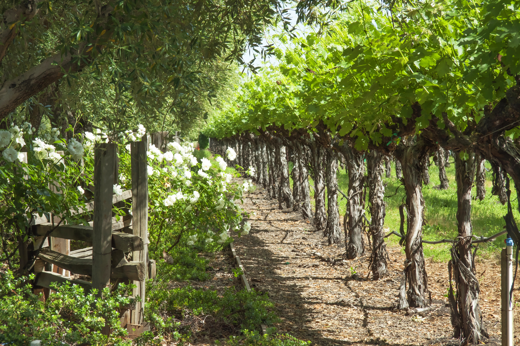 61 _MG_1591adjust EDIT - 1500ZinfandelLane