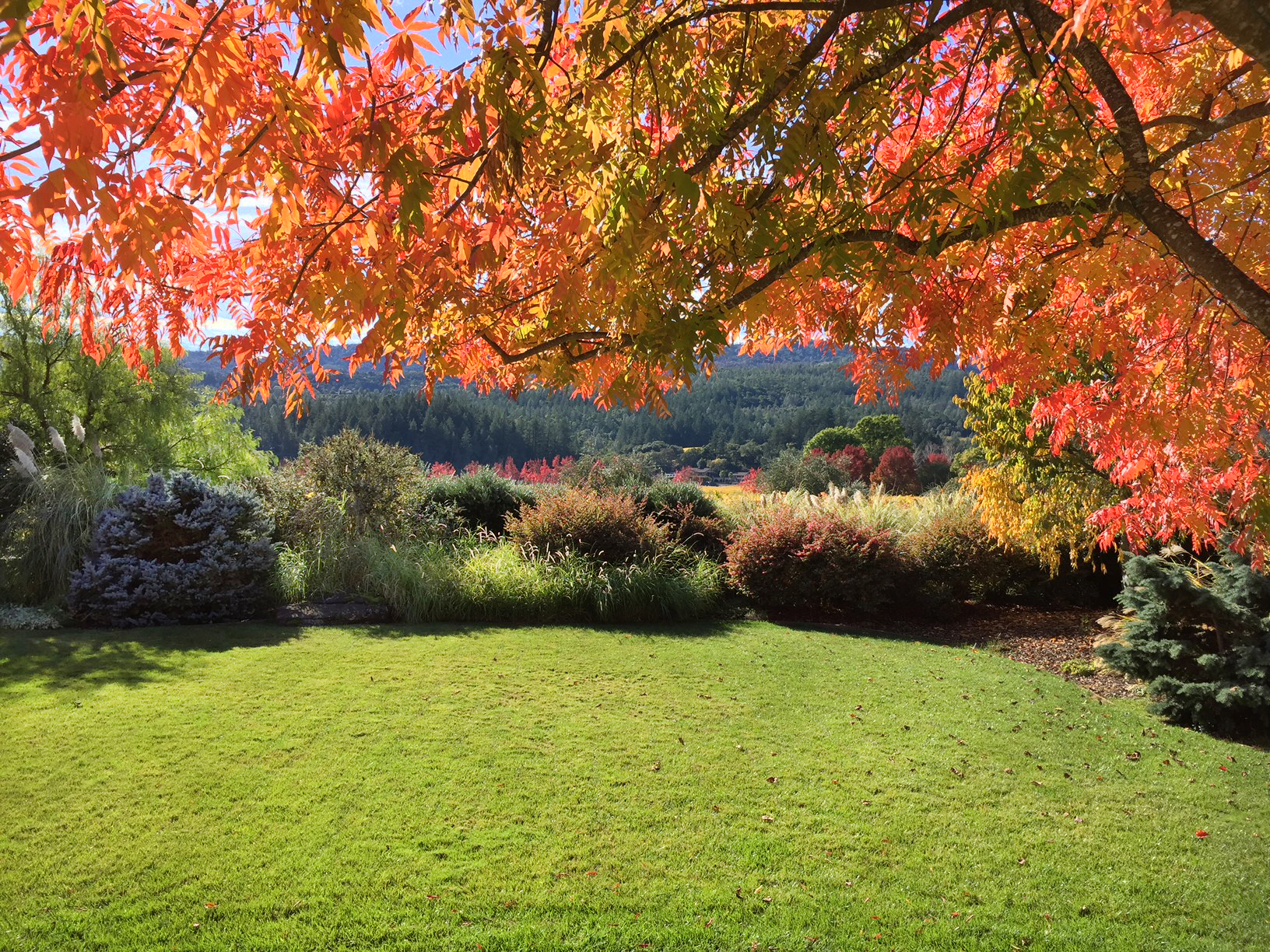 64 IMG_5844EDIT - 1500ZinfandelLane