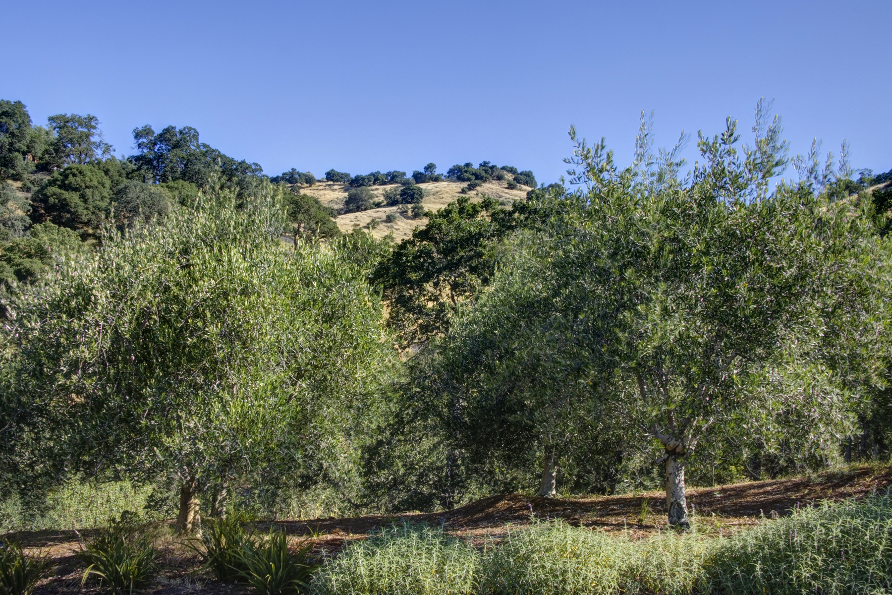 65_MG_6800adjust- 7040SilveradoTrl