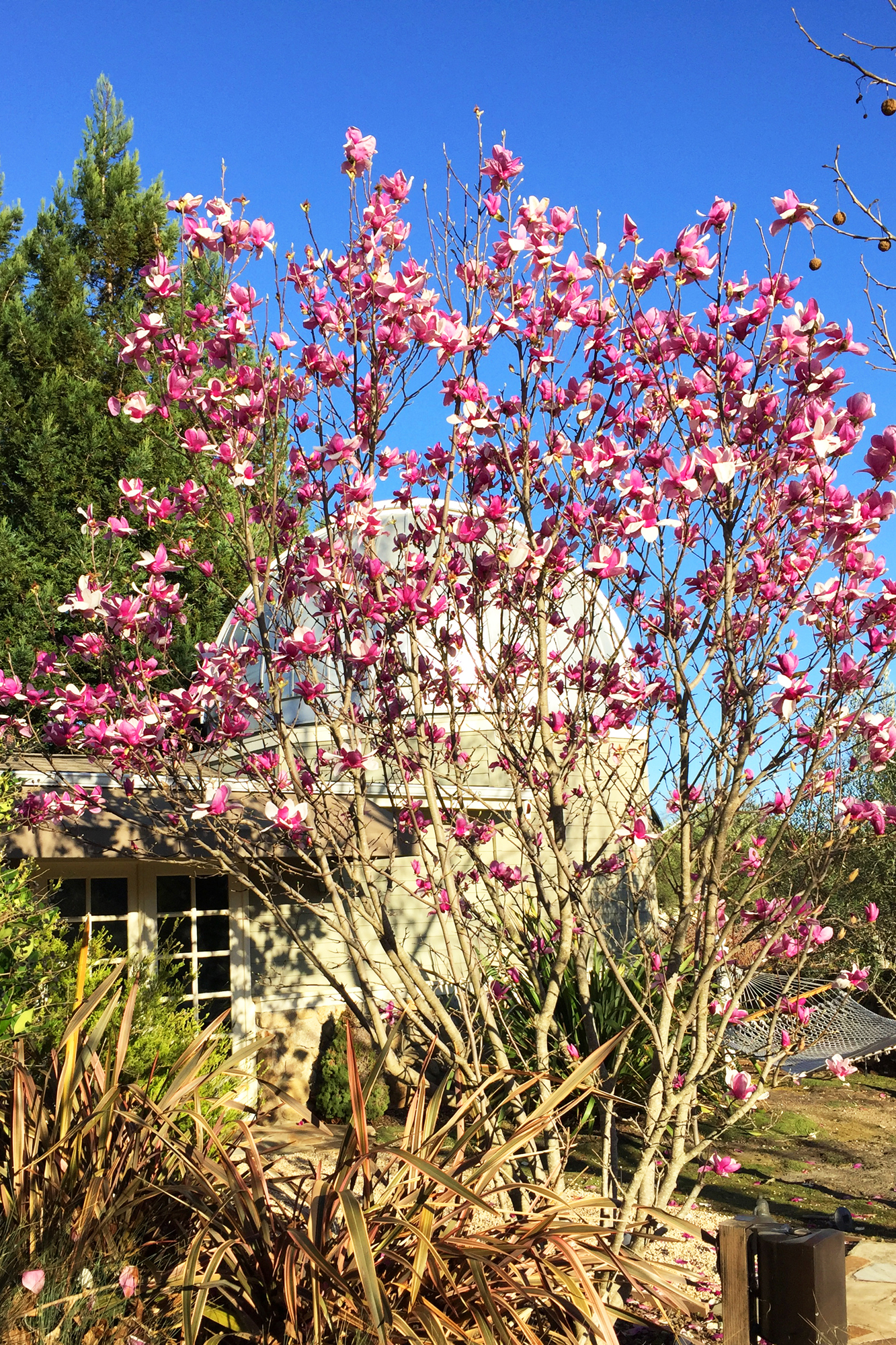 67 IMG_6801 EDIT smaller - 1500ZinfandelLane