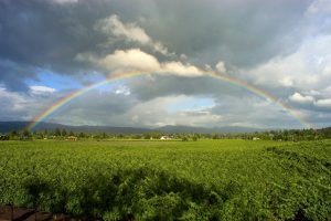 Rainbow