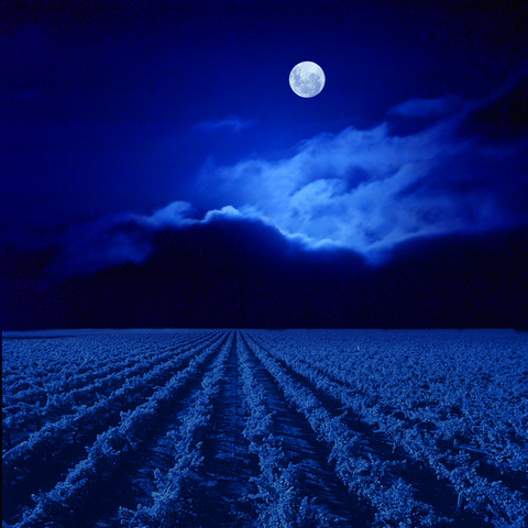 Moon over vineyard