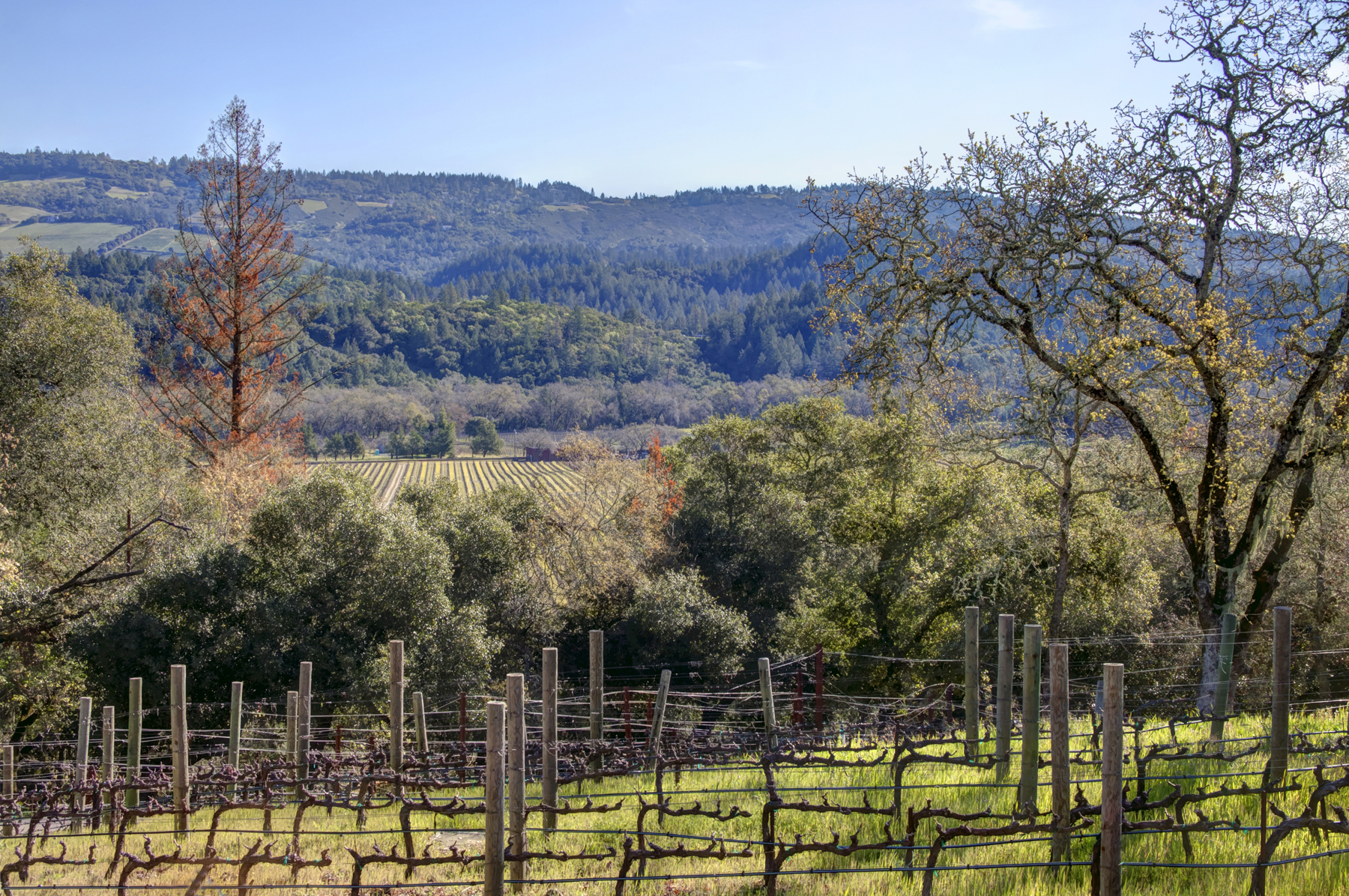 01C _MG_8569adjust- 3417StHelenaHwy