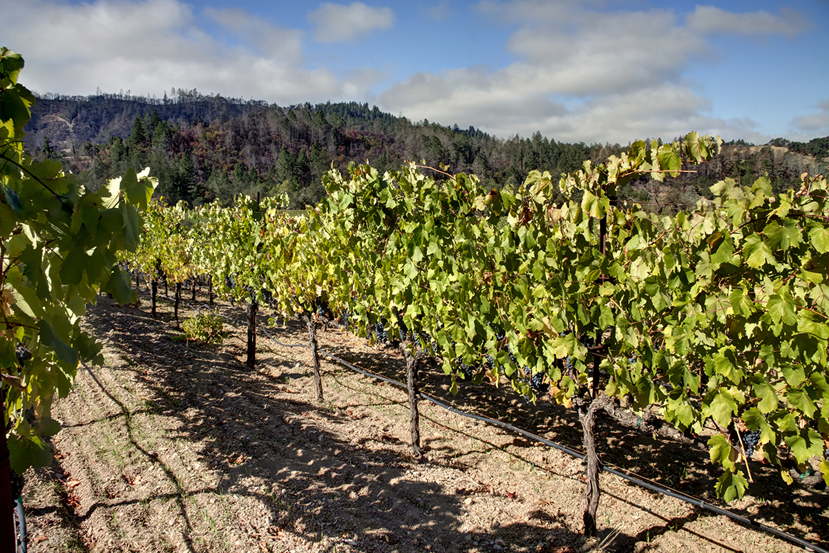 05 - _MG_2033adjust- BlossomCreekVineyard