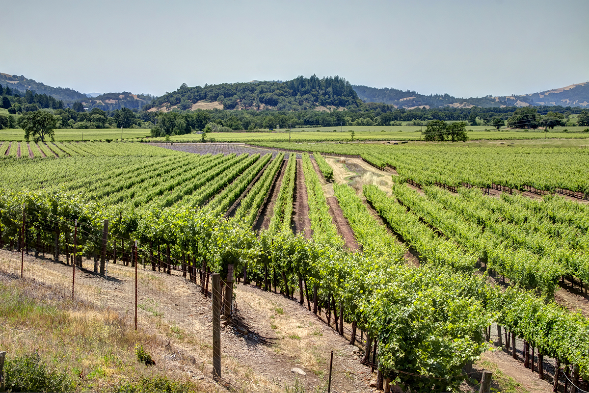 05b - _MG_0001adjust - KnightsValleyRanch