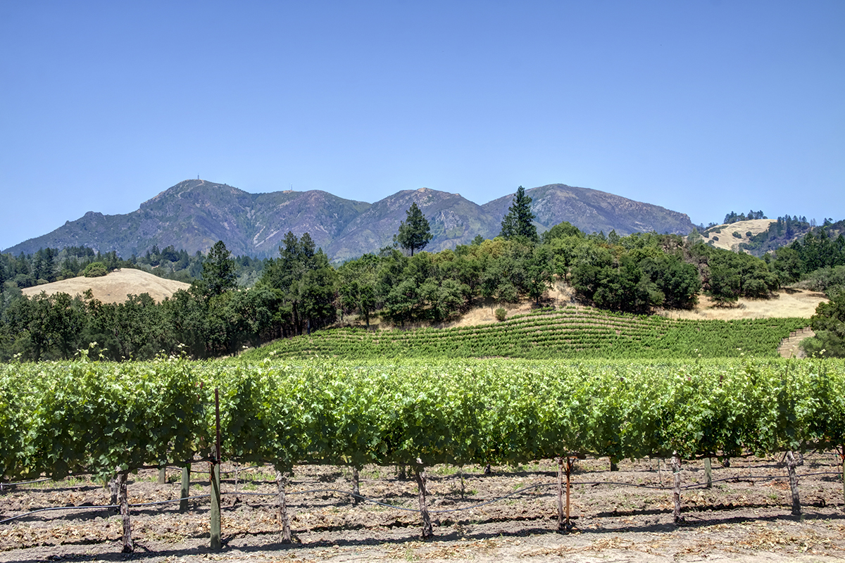 05c - _MG_9929adjust - KnightsValleyRanch