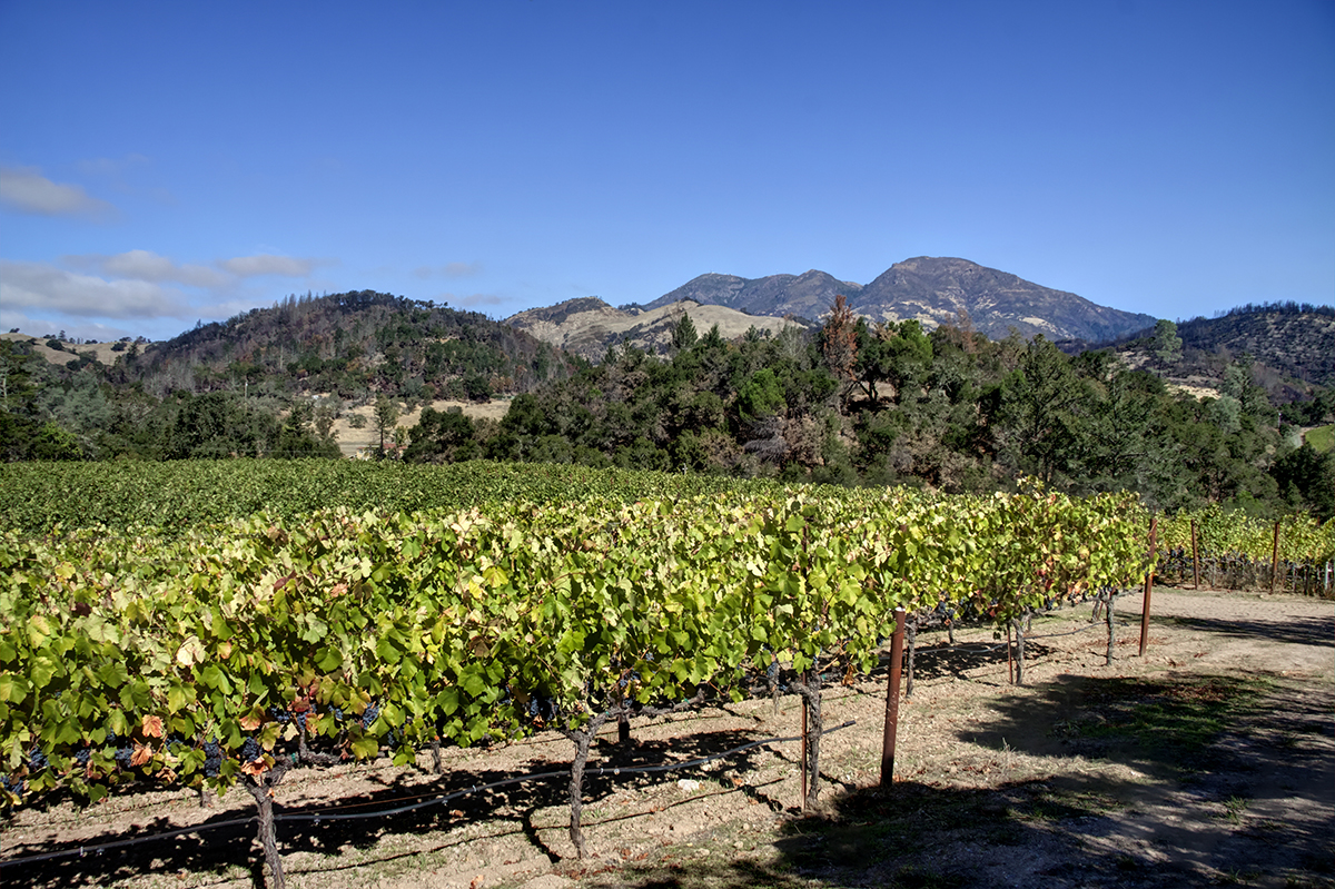 06 - _MG_2028adjust- BlossomCreekVineyard