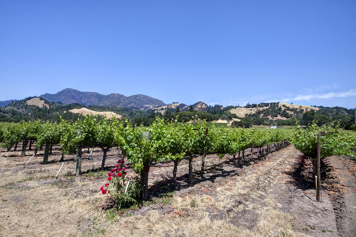 06 - _MG_9909adjust - KnightsValleyRanch