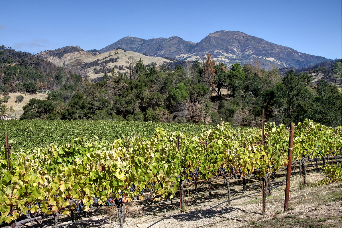 07 - _MG_2023adjust- BlossomCreekVineyard
