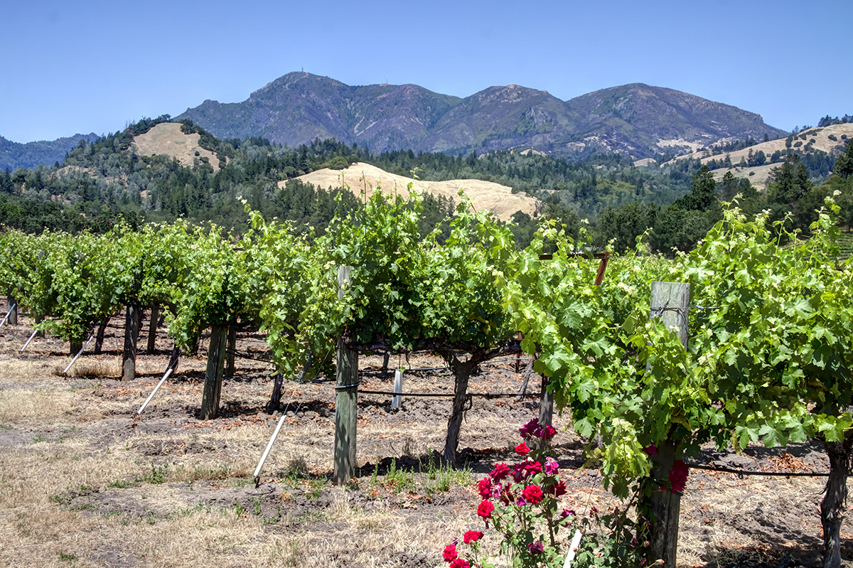 07 - _MG_9919adjust - KnightsValleyRanch