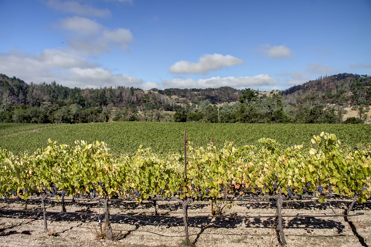 08 - _MG_2018adjust- BlossomCreekVineyard