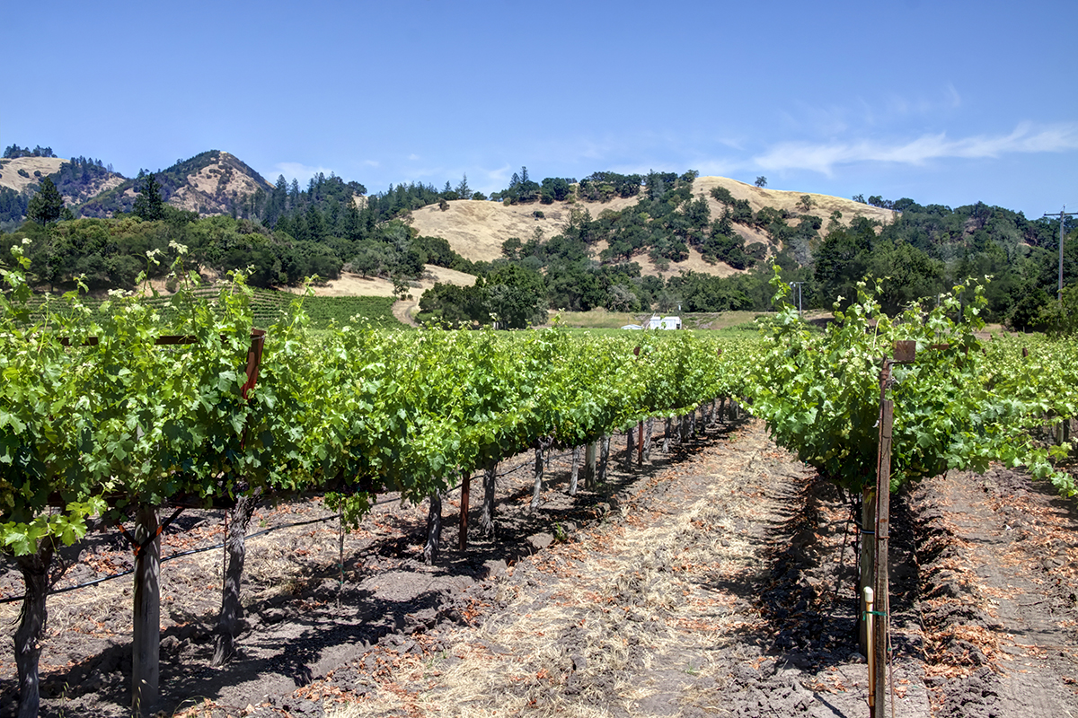 08 -_MG_9924adjust - KnightsValleyRanch