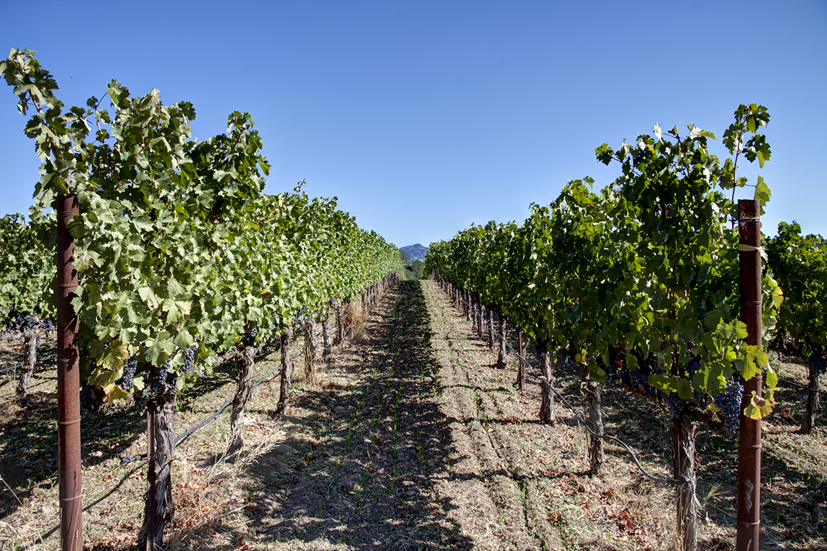 09 - _MG_1987adjust- BlossomCreekVineyard