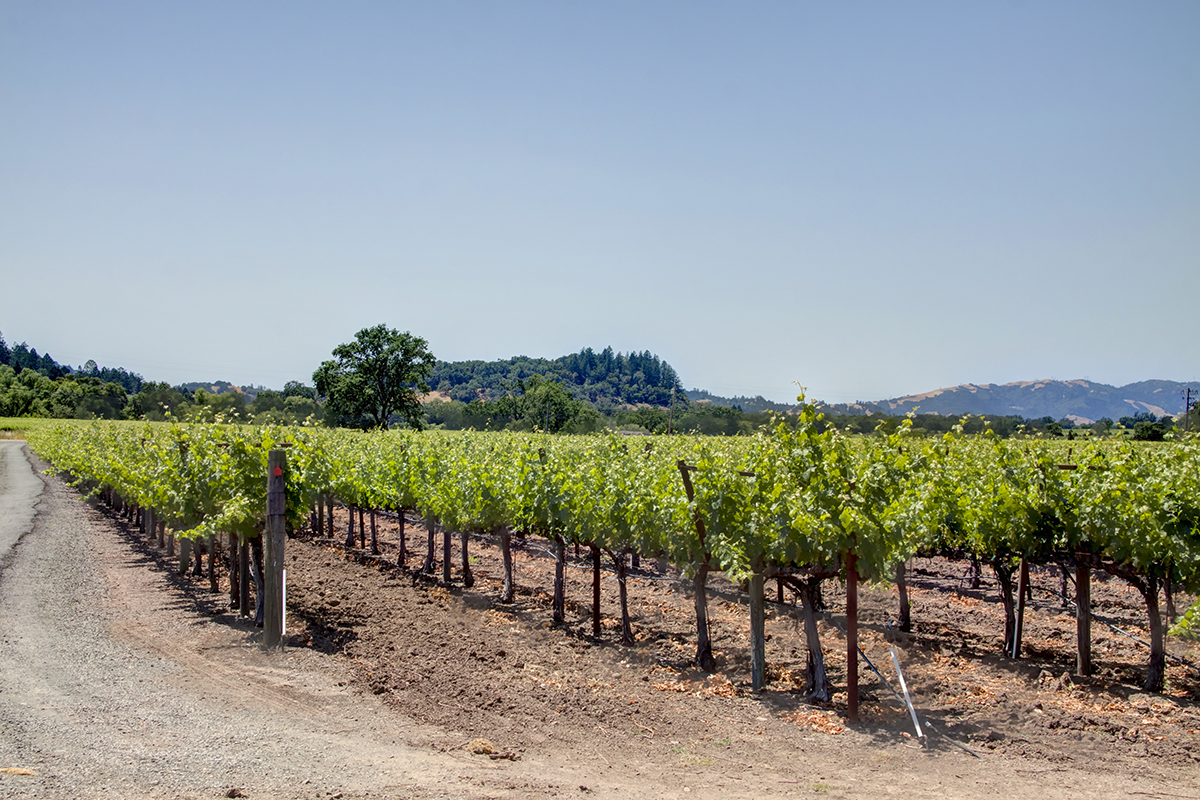 09 - _MG_9944adjust - KnightsValleyRanch