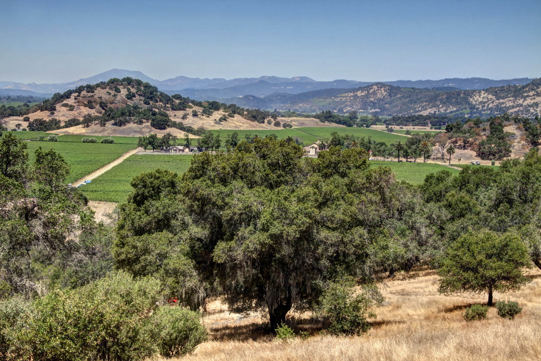 10 - _MG_0358adjust- StateLaneWolff