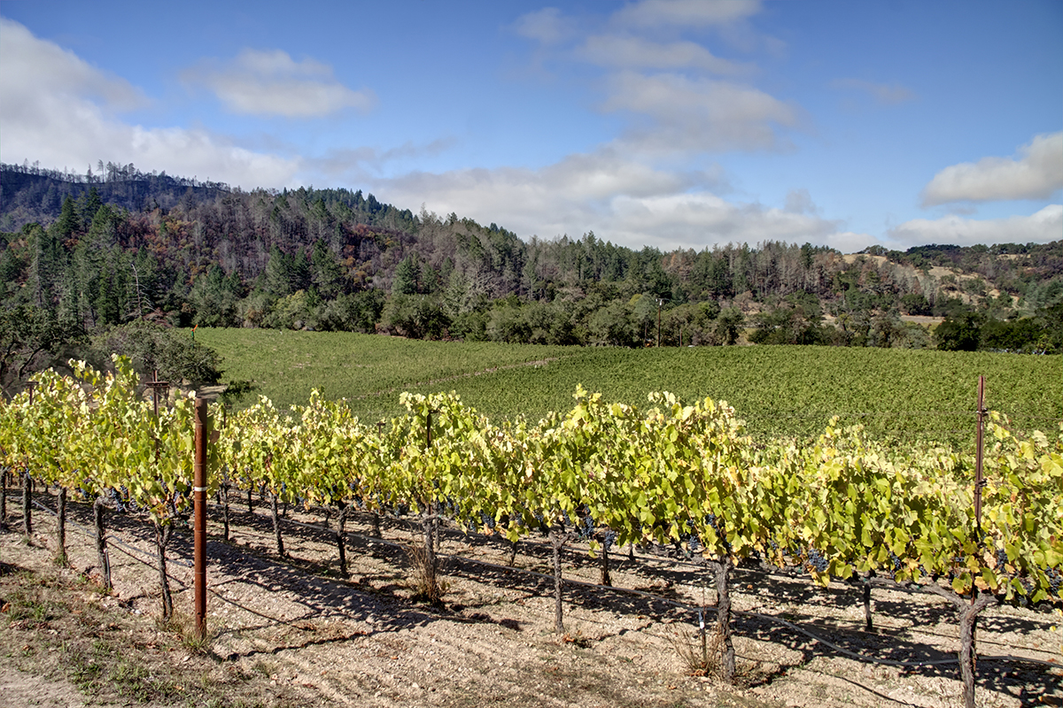 10 - _MG_2013adjust- BlossomCreekVineyard