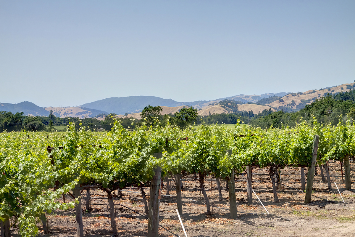 10 - _MG_9949adjust - KnightsValleyRanch