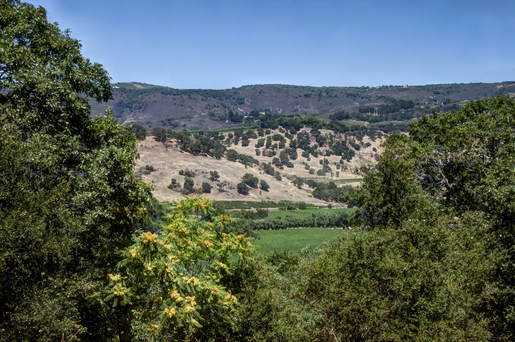 11 - _MG_0403adjust- StateLaneWolff