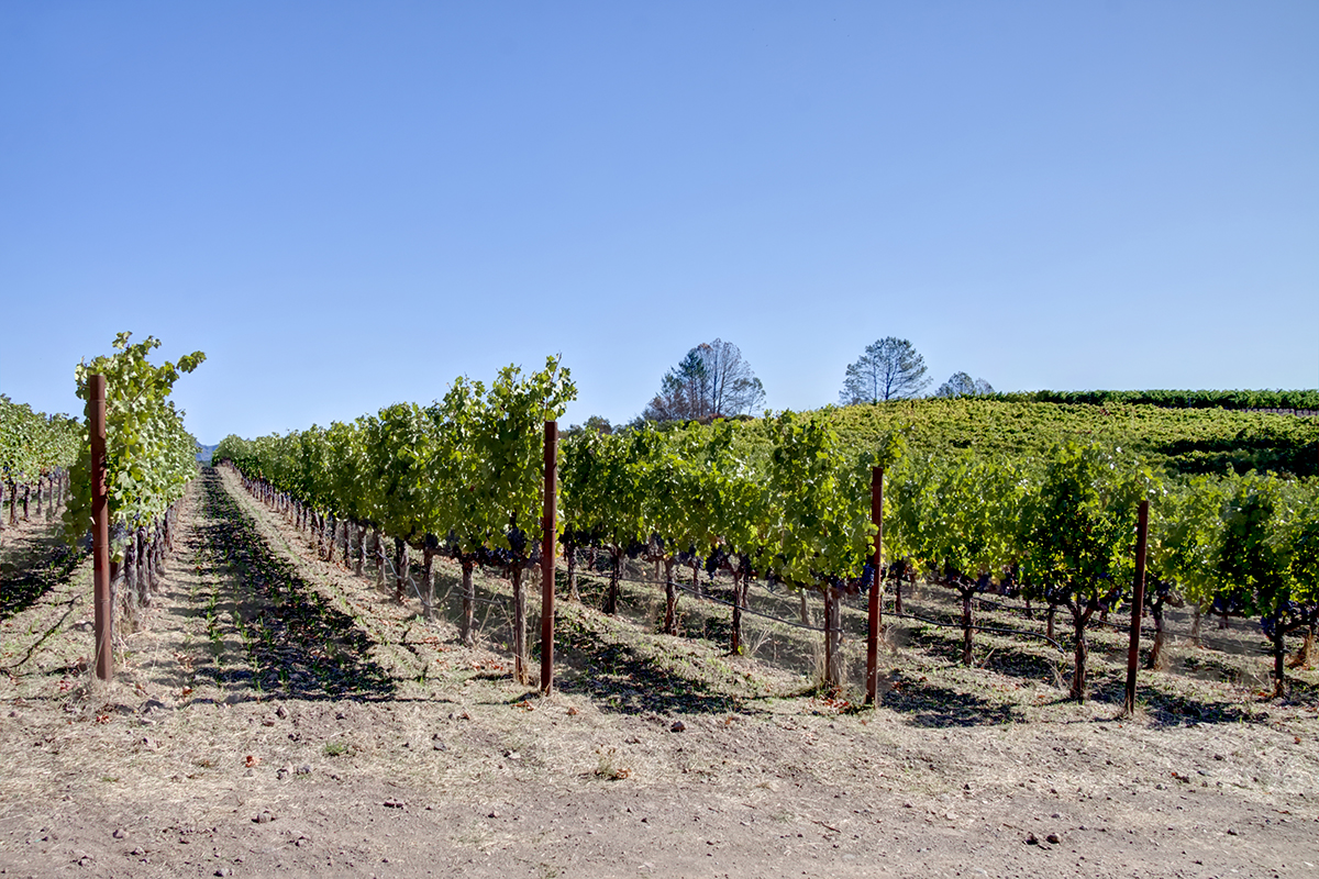 11 - _MG_1997adjust- BlossomCreekVineyard
