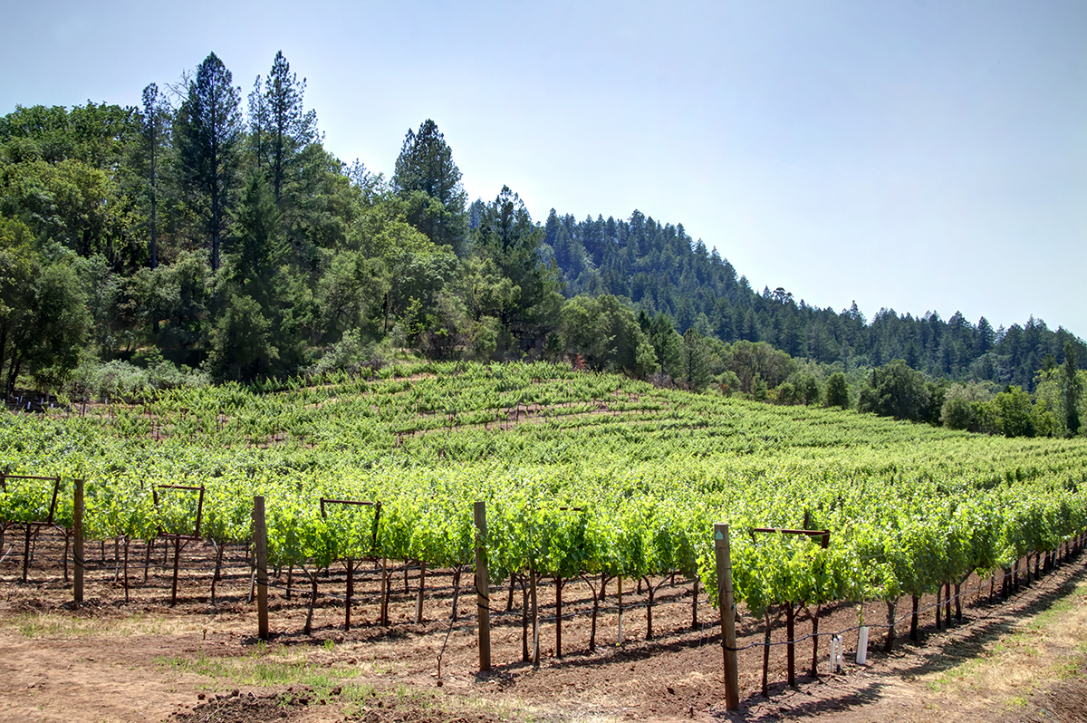 11 - _MG_9969adjust - KnightsValleyRanch