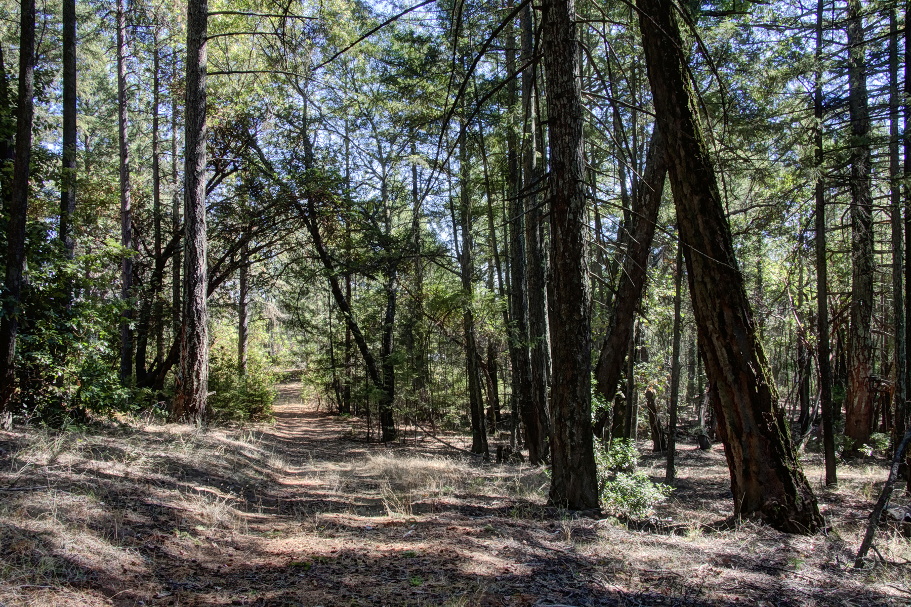 12 _MG_2058adjust - 1179LasPosadas