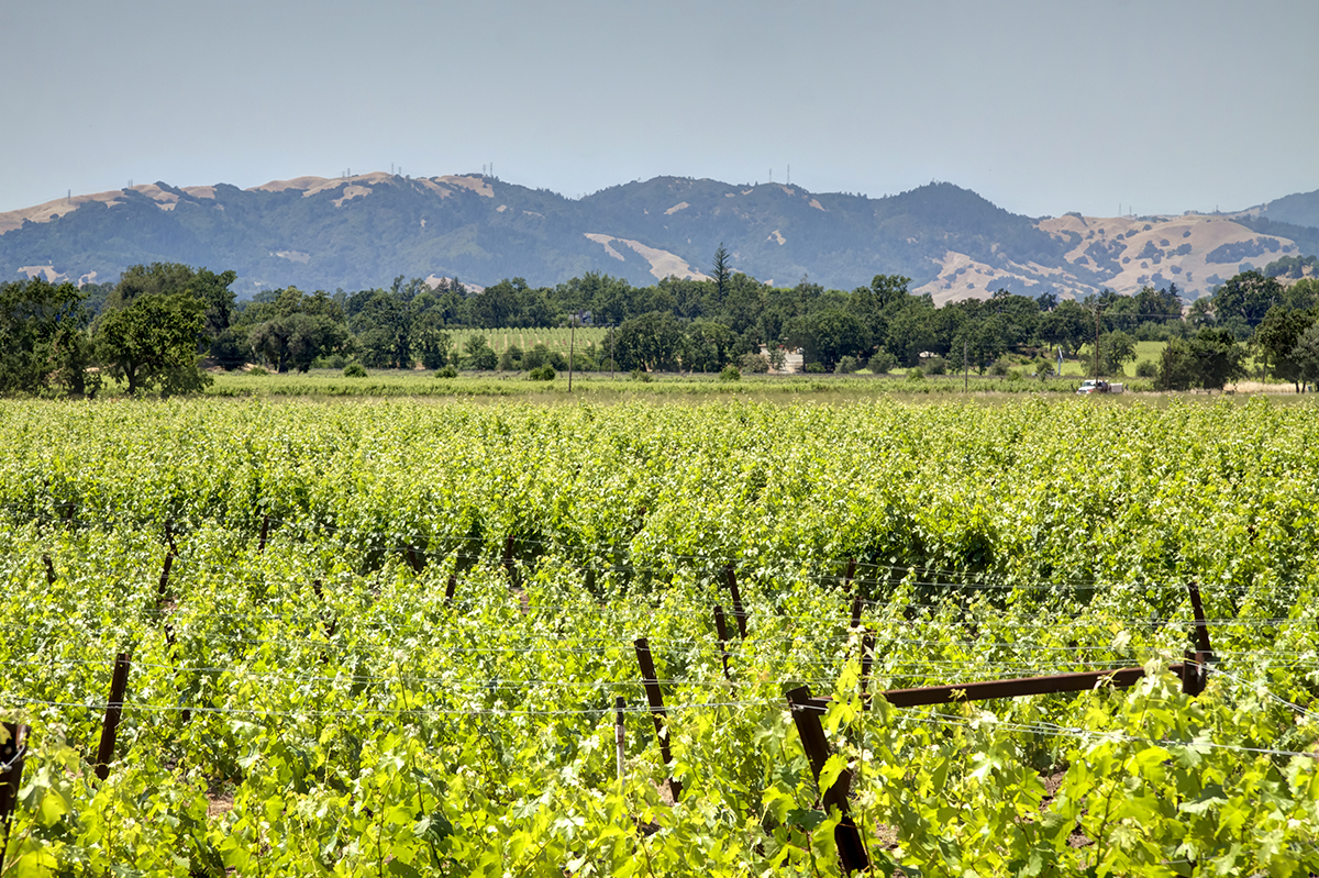 12 - _MG_9964adjust - KnightsValleyRanch