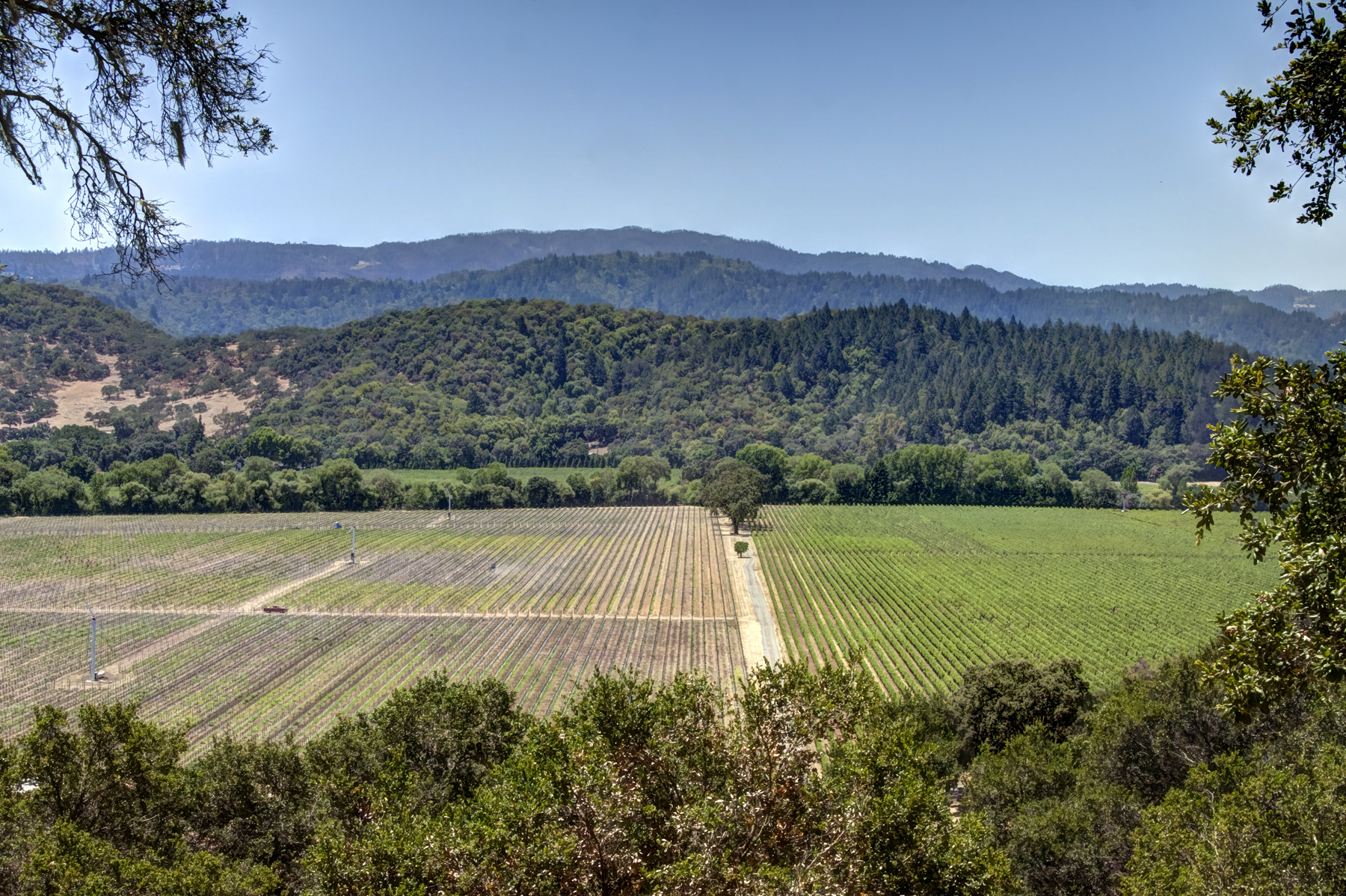 13 - _MG_0363adjust- StateLaneWolff