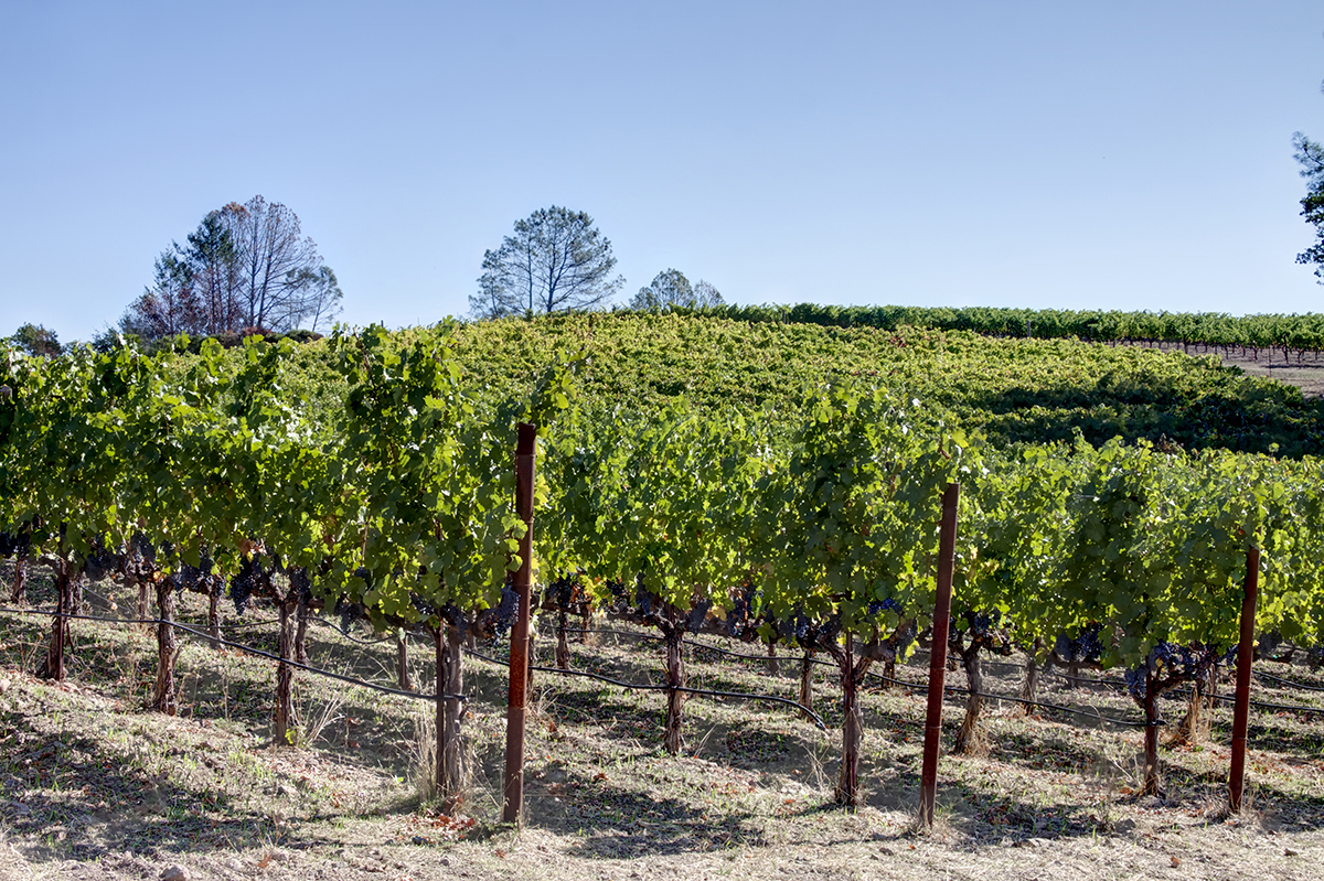 13 - _MG_2002adjust- BlossomCreekVineyard