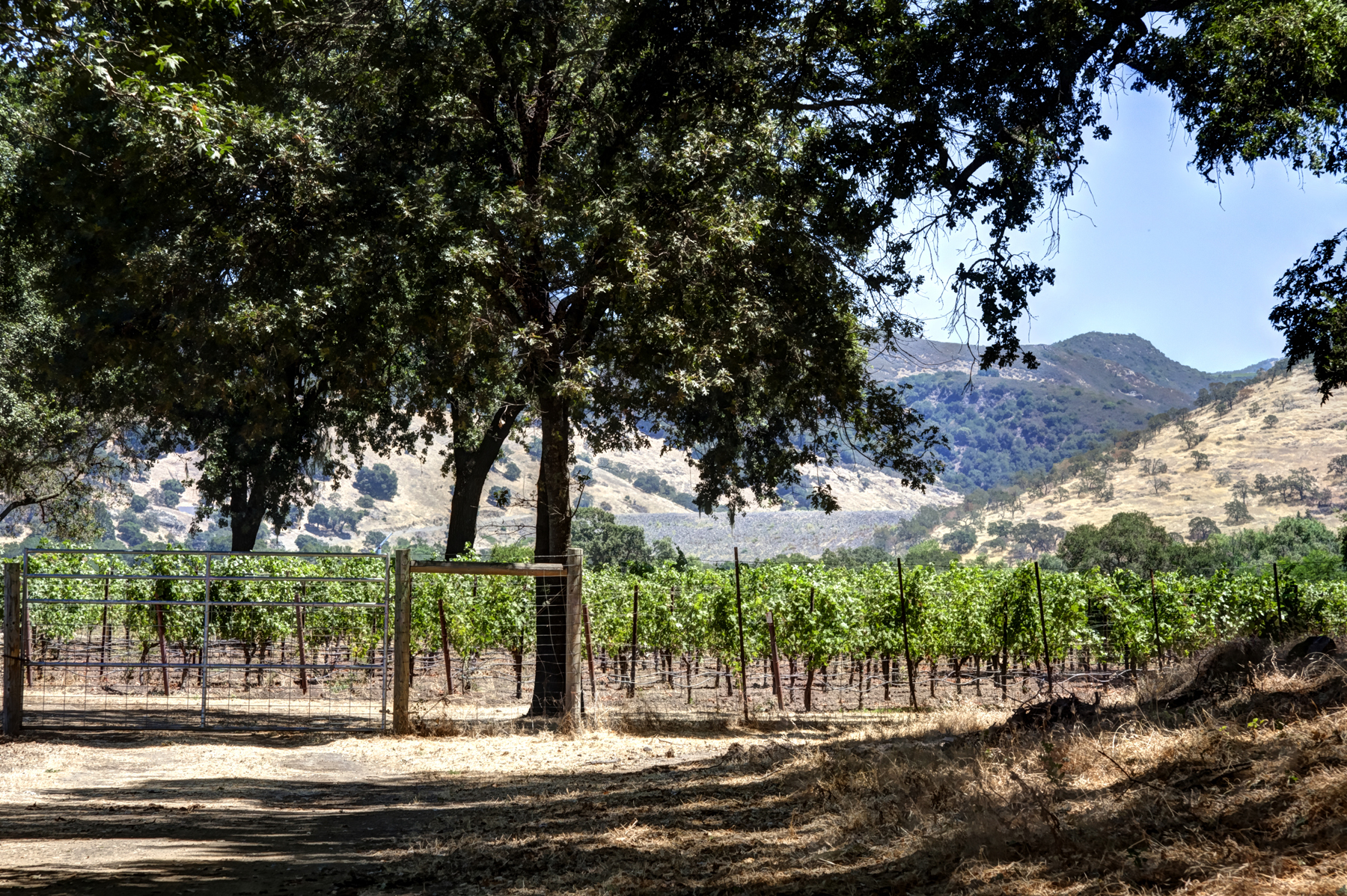 14 - _MG_0348adjust- StateLaneWolff