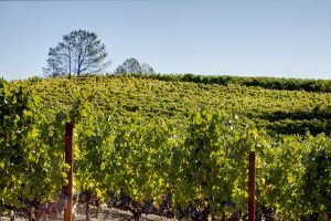 14 - _MG_2008adjust- BlossomCreekVineyard
