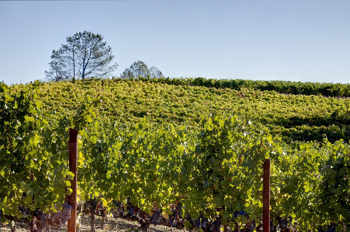 14 - _MG_2008adjust- BlossomCreekVineyard