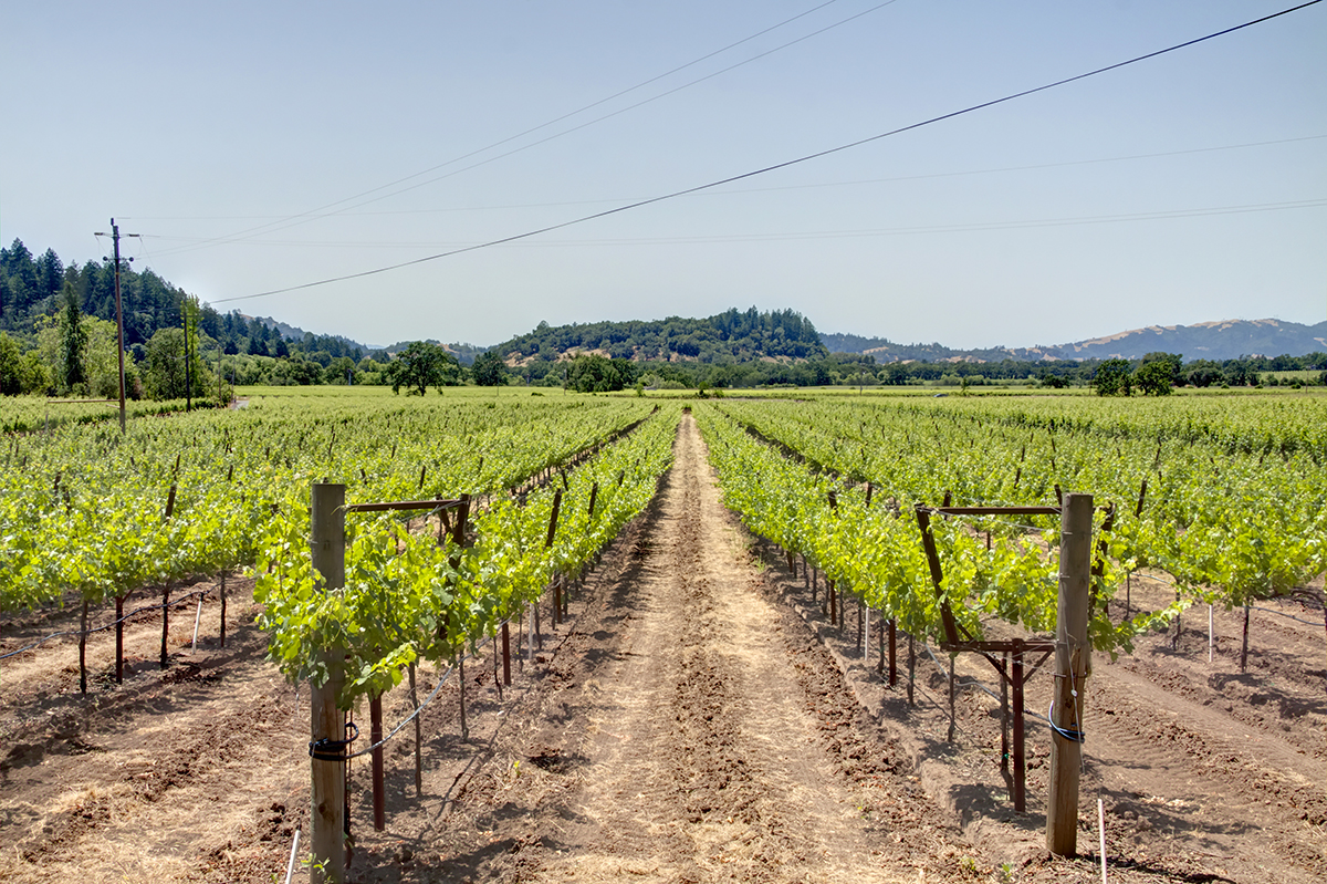 14 - _MG_9954adjust - KnightsValleyRanch