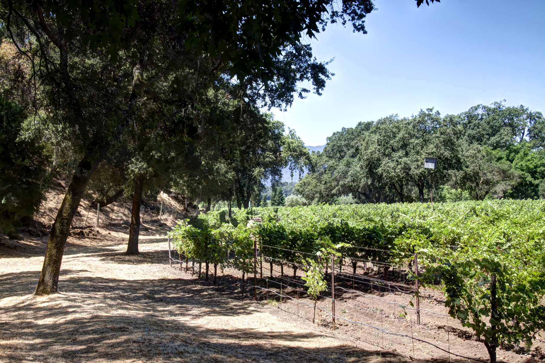 15 - _MG_0353adjust- StateLaneWolff