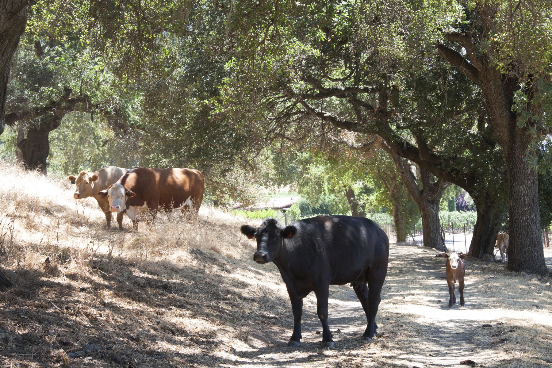 16 - _MG_0299adjust- StateLaneWolff