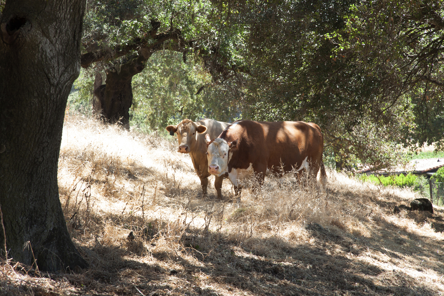 17 - _MG_0300adjust- StateLaneWolff
